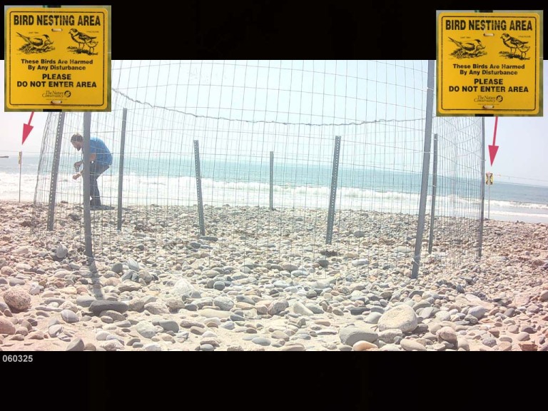 PIPL-17-FB_Piping-Plover