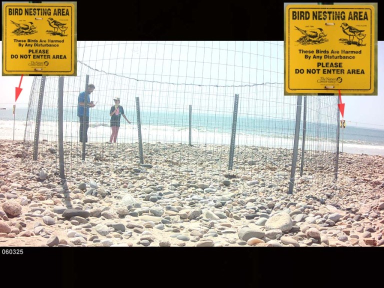 PIPL-17-FC_Piping-Plover