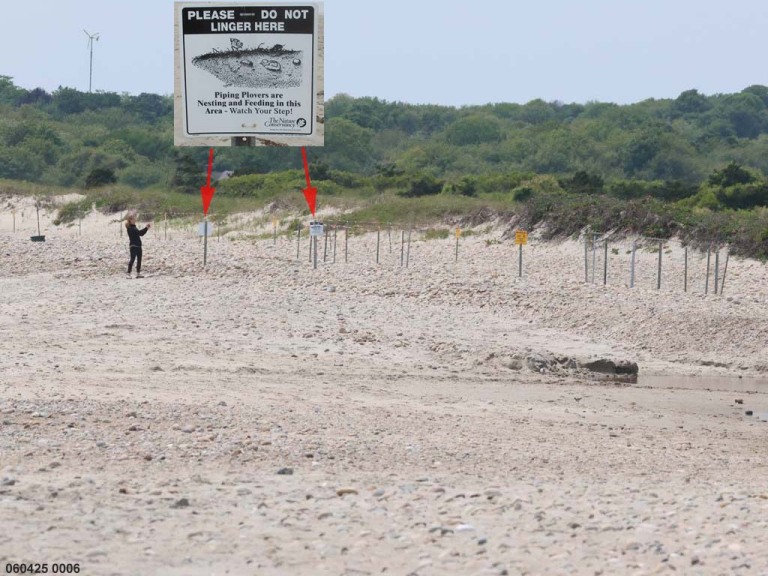 PIPL-17-FD_Piping-Plover