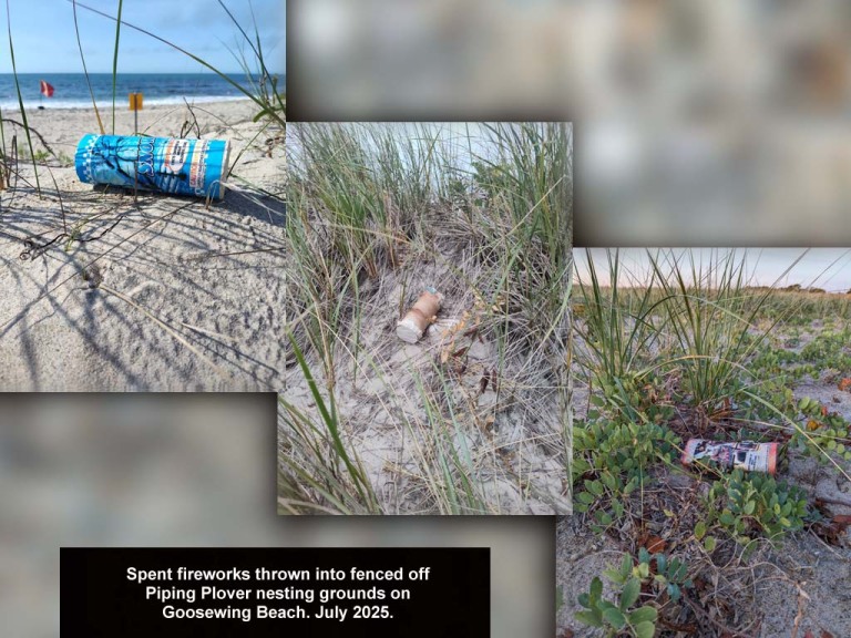 PIPL-17-FE_Piping-Plover