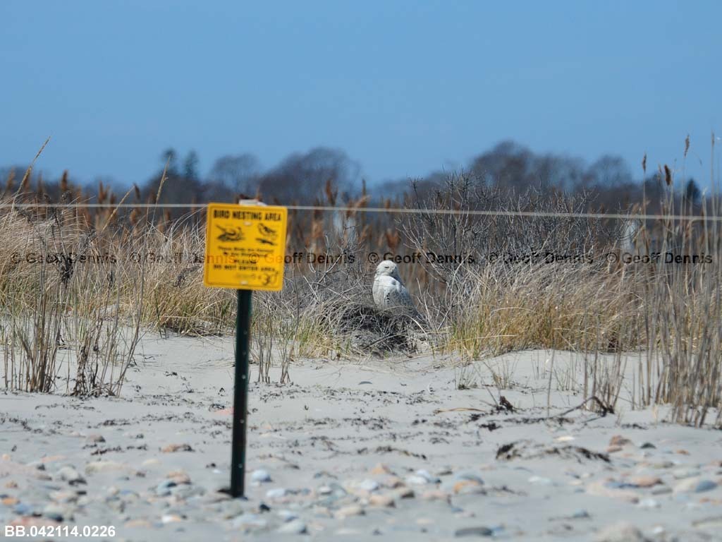 PIPL-16-AB_Piping-Plover