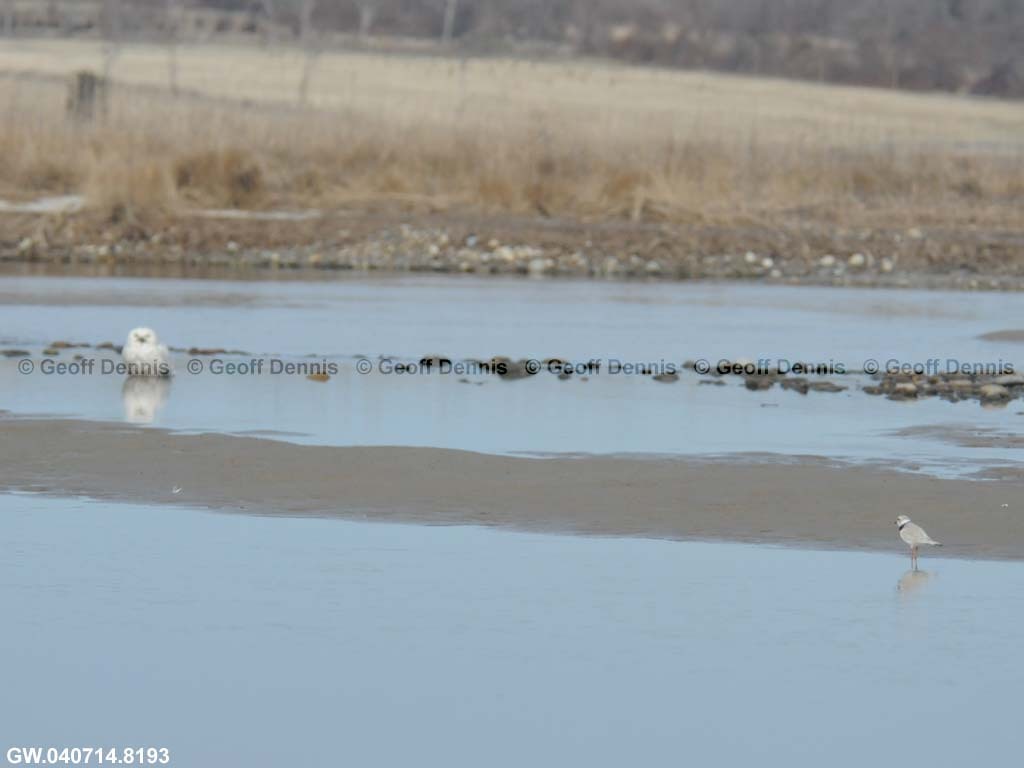 PIPL-16-AC_Piping-Plover