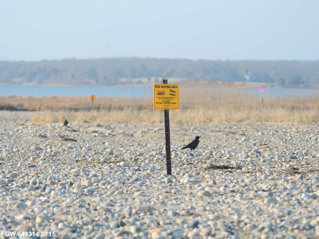 PIPL-16-AD_Piping-Plover