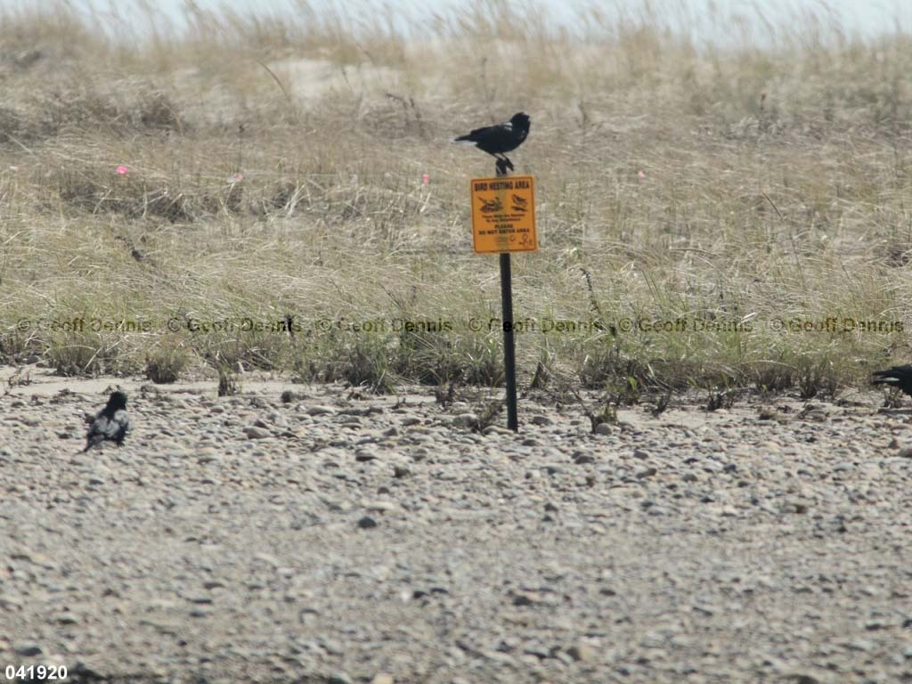PIPL-16-AE_Piping-Plover