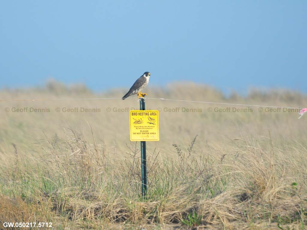 PIPL-16-AF_Piping-Plover