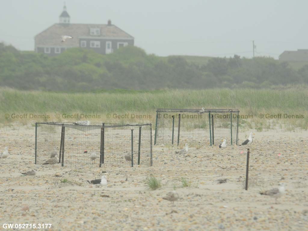 PIPL-16-AG_Piping-Plover