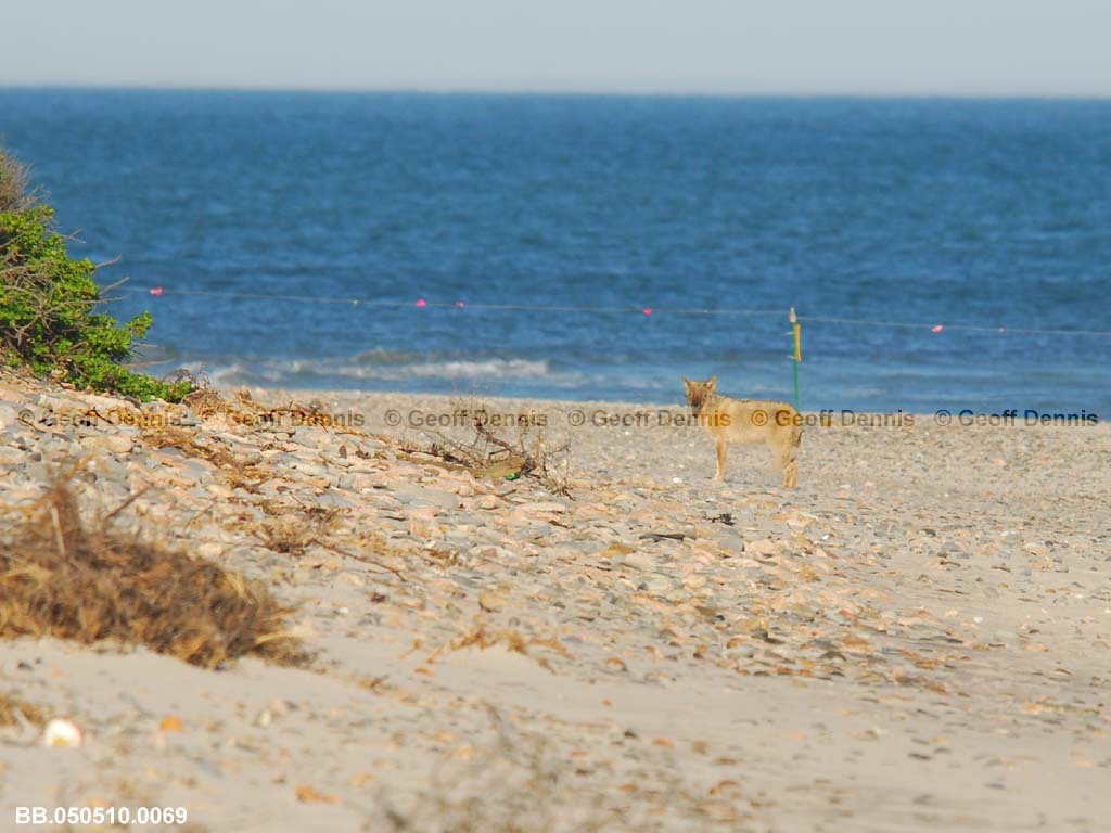 PIPL-16-AH_Piping-Plover