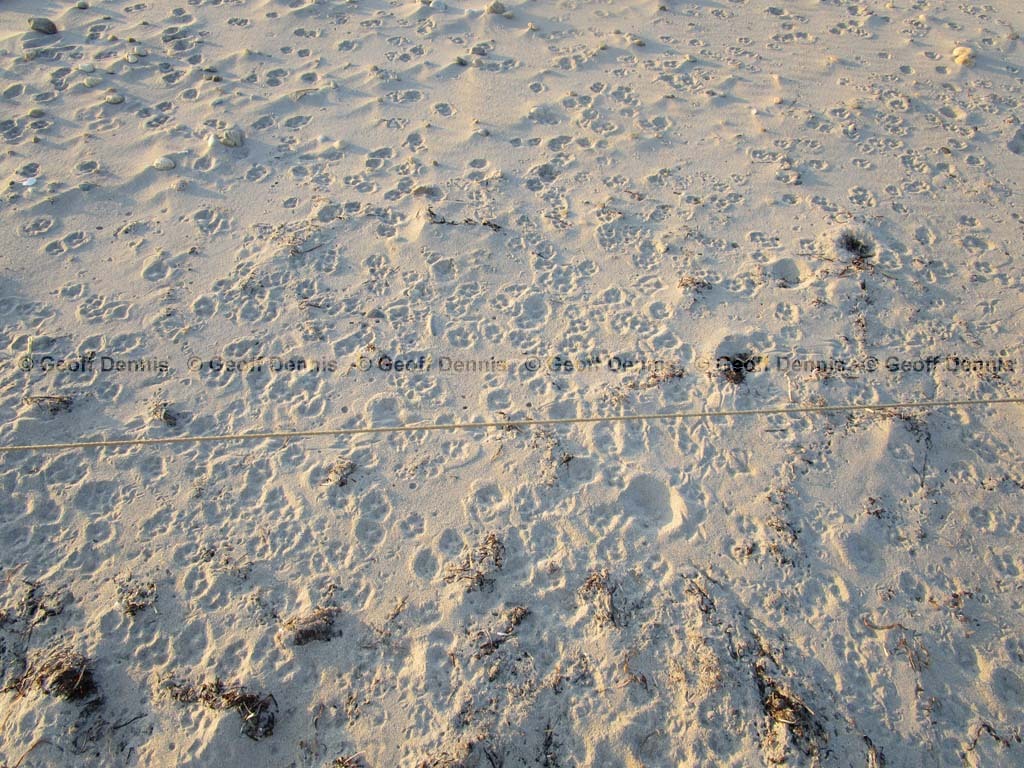 PIPL-16-AL_Piping-Plover