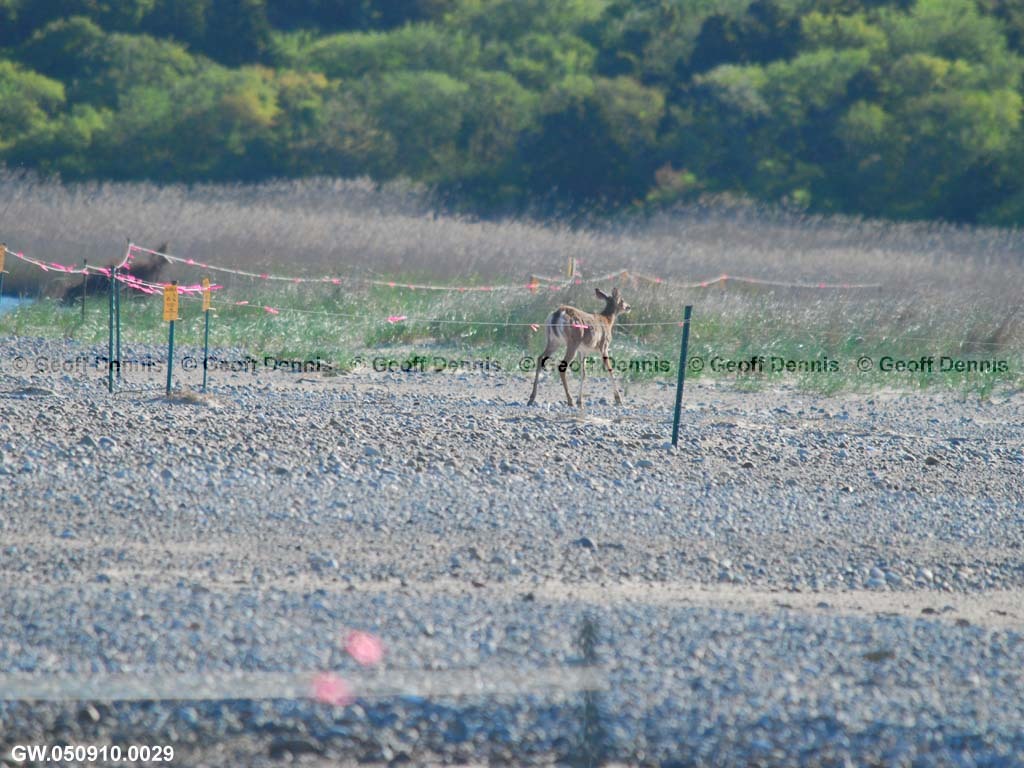 PIPL-16-AO_Piping-Plover