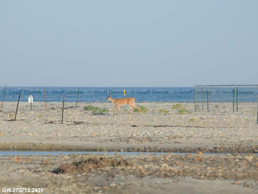 PIPL-16-AP_Piping-Plover