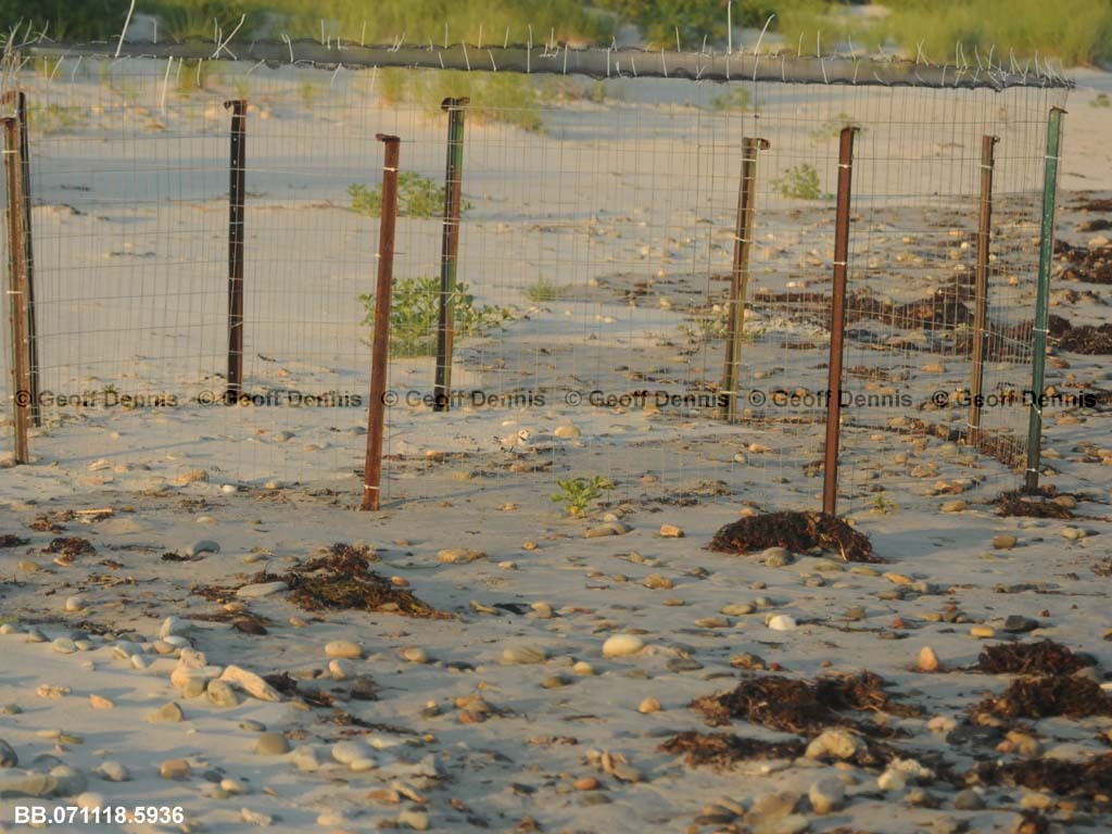 PIPL-16-AS_Piping-Plover