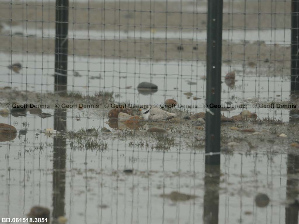 PIPL-16-AV_Piping-Plover