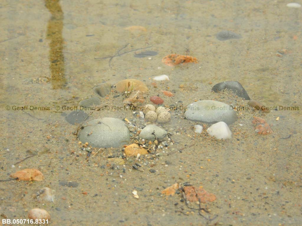 PIPL-16-AW_Piping-Plover