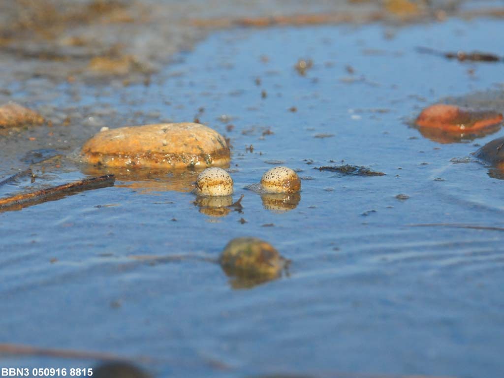 PIPL-16-AX_Piping-Plover