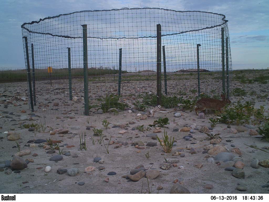 PIPL-16-AY_Piping-Plover