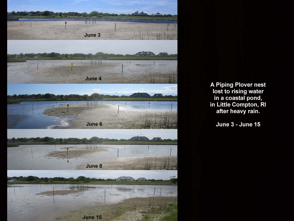 PIPL-16-BD_Piping-Plover
