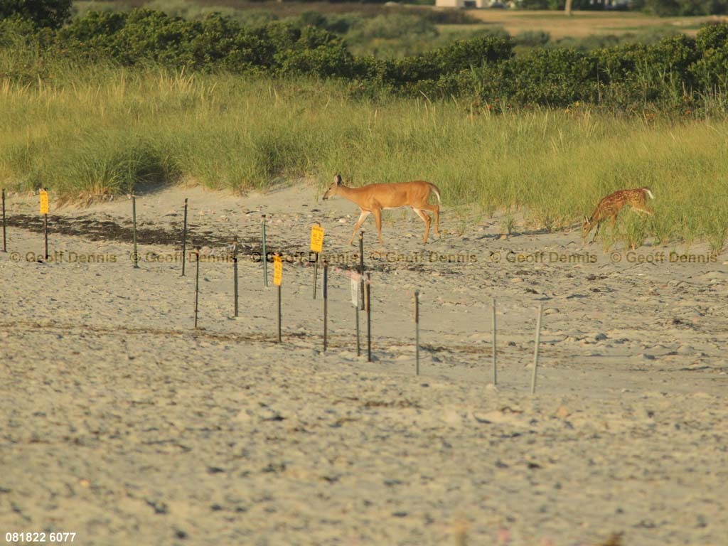 PIPL-16-BE_Piping-Plover