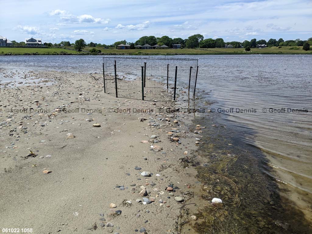 PIPL-16-BF_Piping-Plover