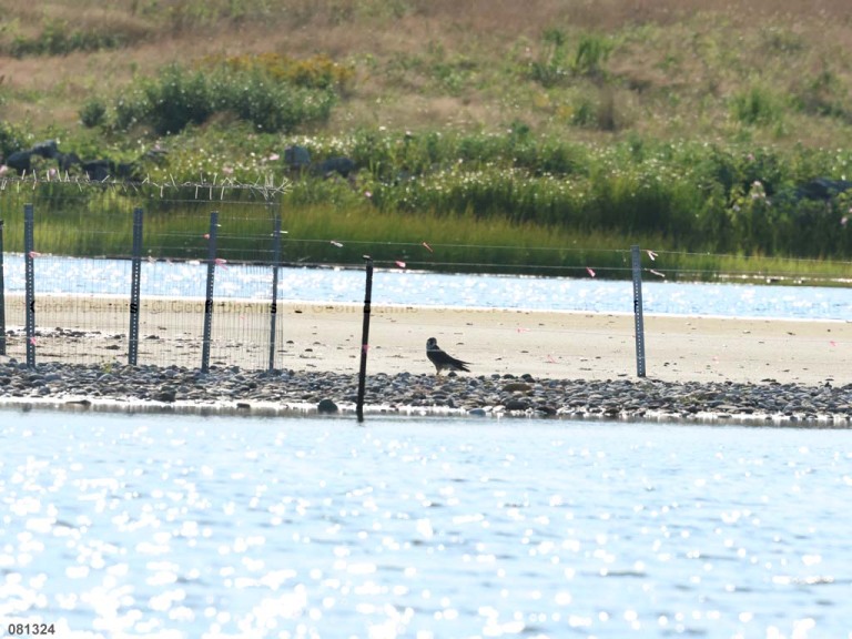 PIPL-16-BJ_Piping-Plover