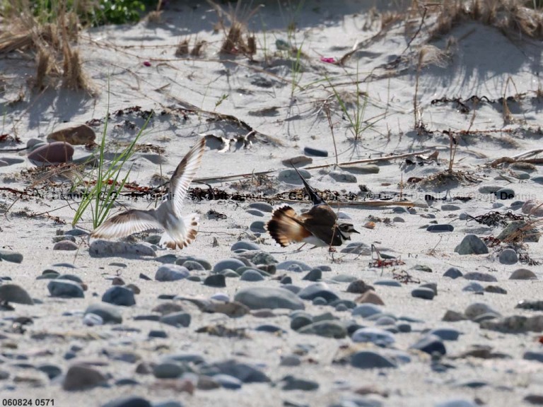 PIPL-16-BK_Piping-Plover