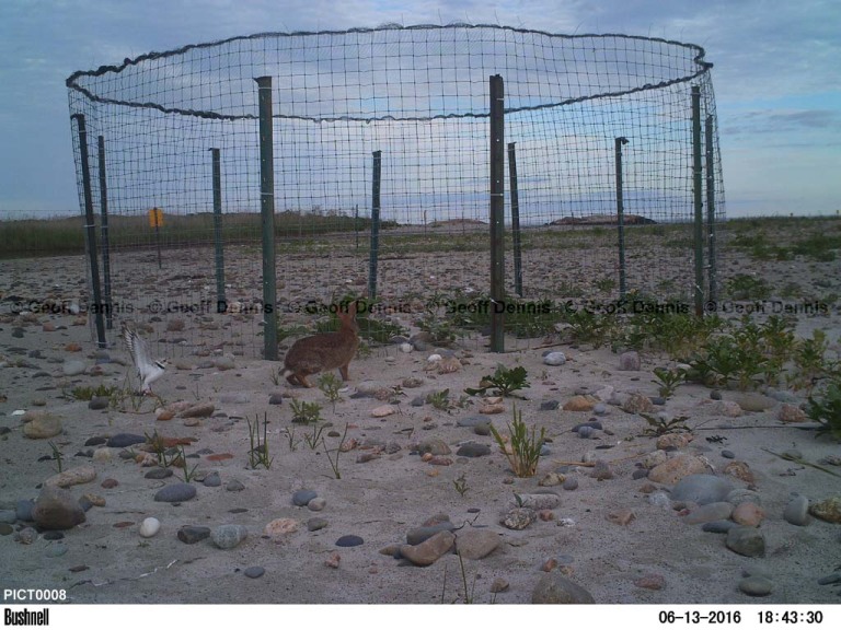 PIPL-16-BO_Piping-Plover