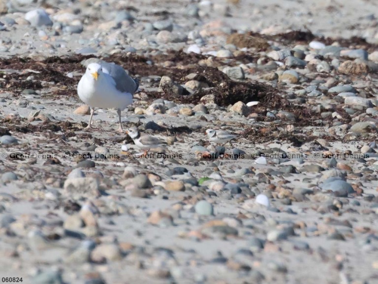 PIPL-16-BQ_Piping-Plover