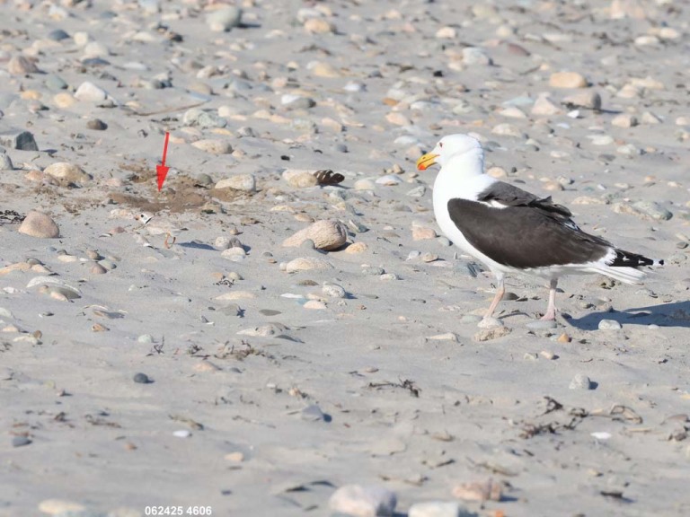 PIPL-16-BS_Piping-Plover