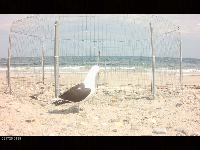 PIPL-16-BT_Piping-Plover