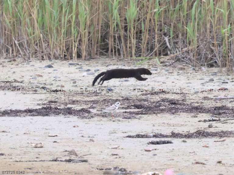 PIPL-16-BU_Piping-Plover