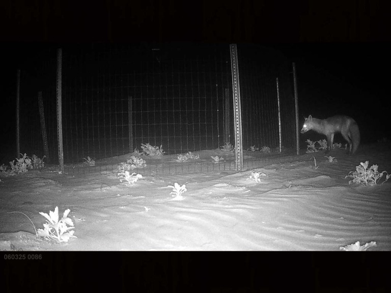 PIPL-16-BV_Piping-Plover