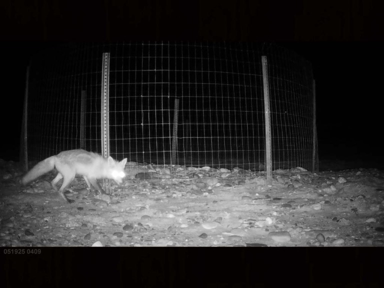 PIPL-16-BW_Piping-Plover