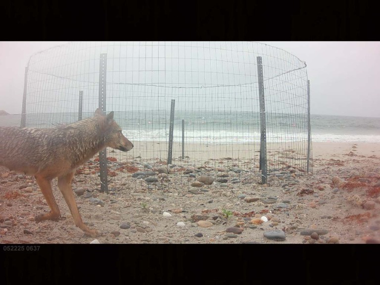 PIPL-16-BX_Piping-Plover