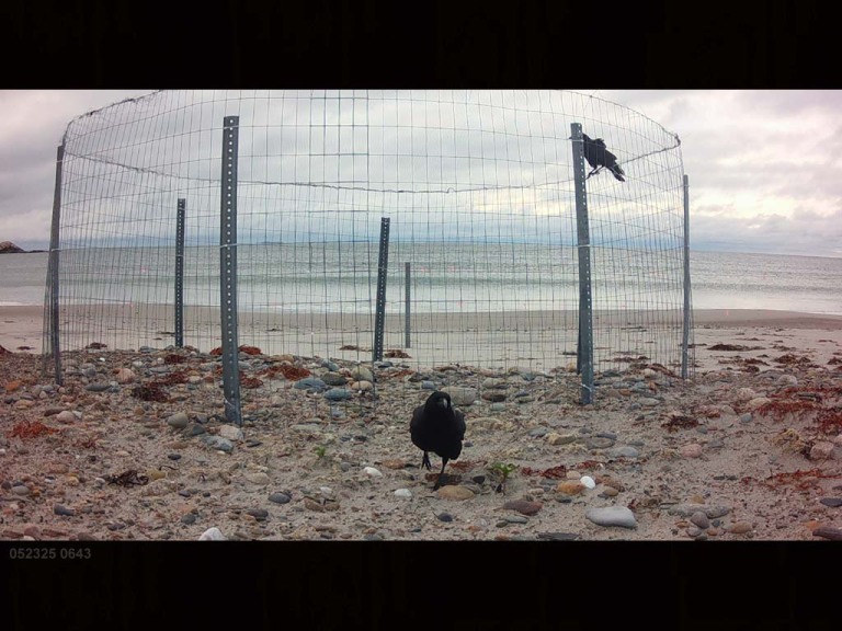 PIPL-16-BY_Piping-Plover