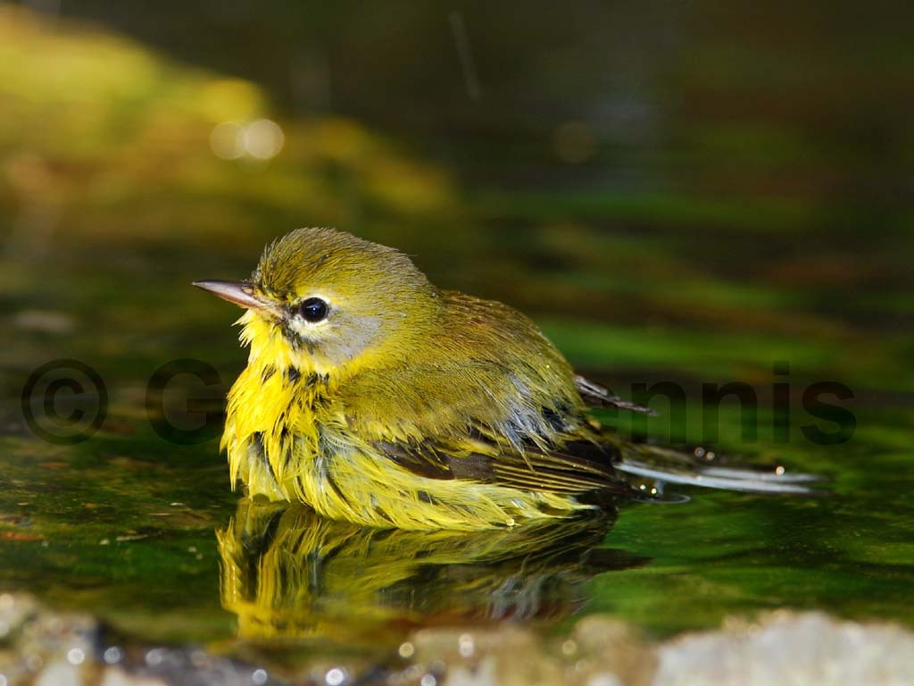PRAW-AA-Prairie-Warbler