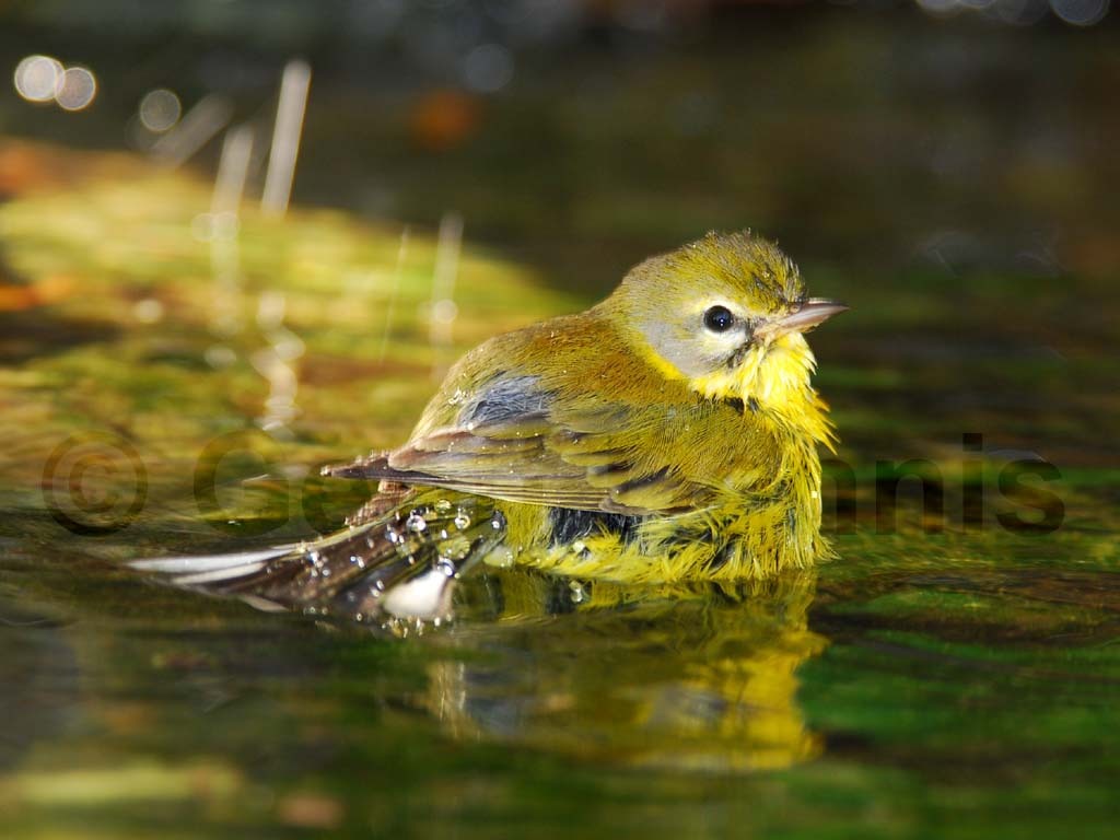 PRAW-AB-Prairie-Warbler