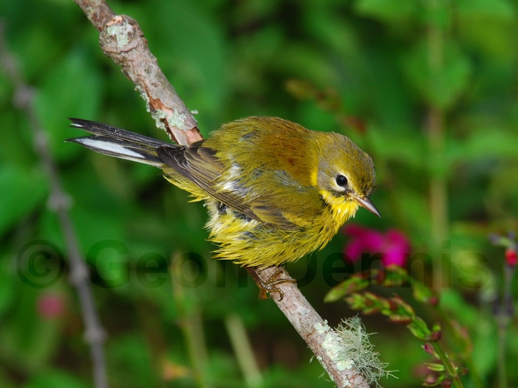 PRAW-AC-Prairie-Warbler