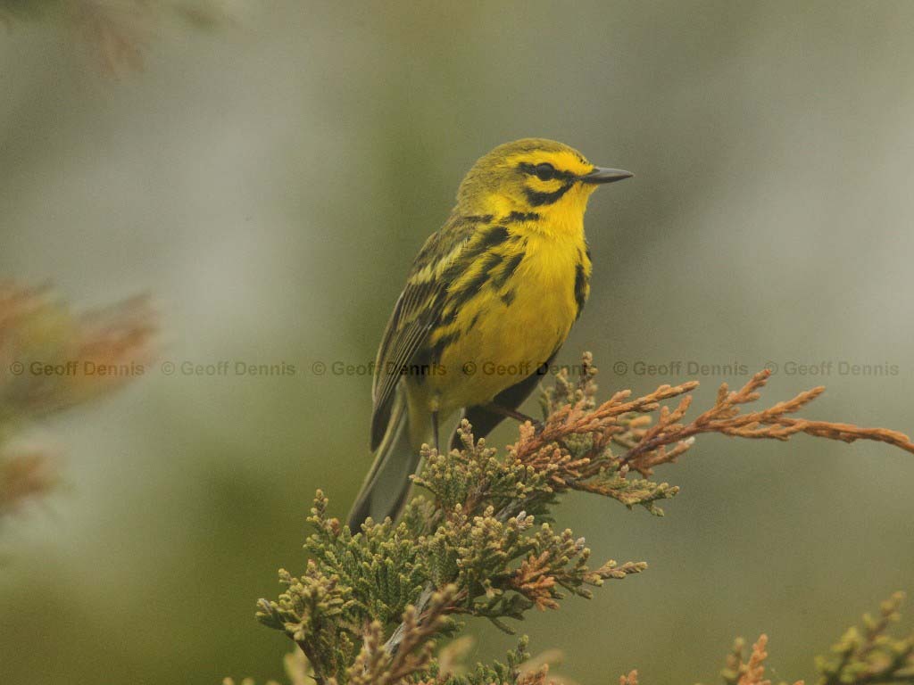 PRAW-AD-Prairie-Warbler