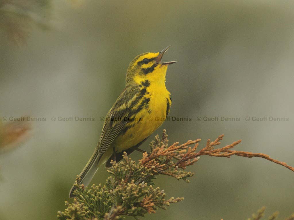 PRAW-AE-Prairie-Warbler
