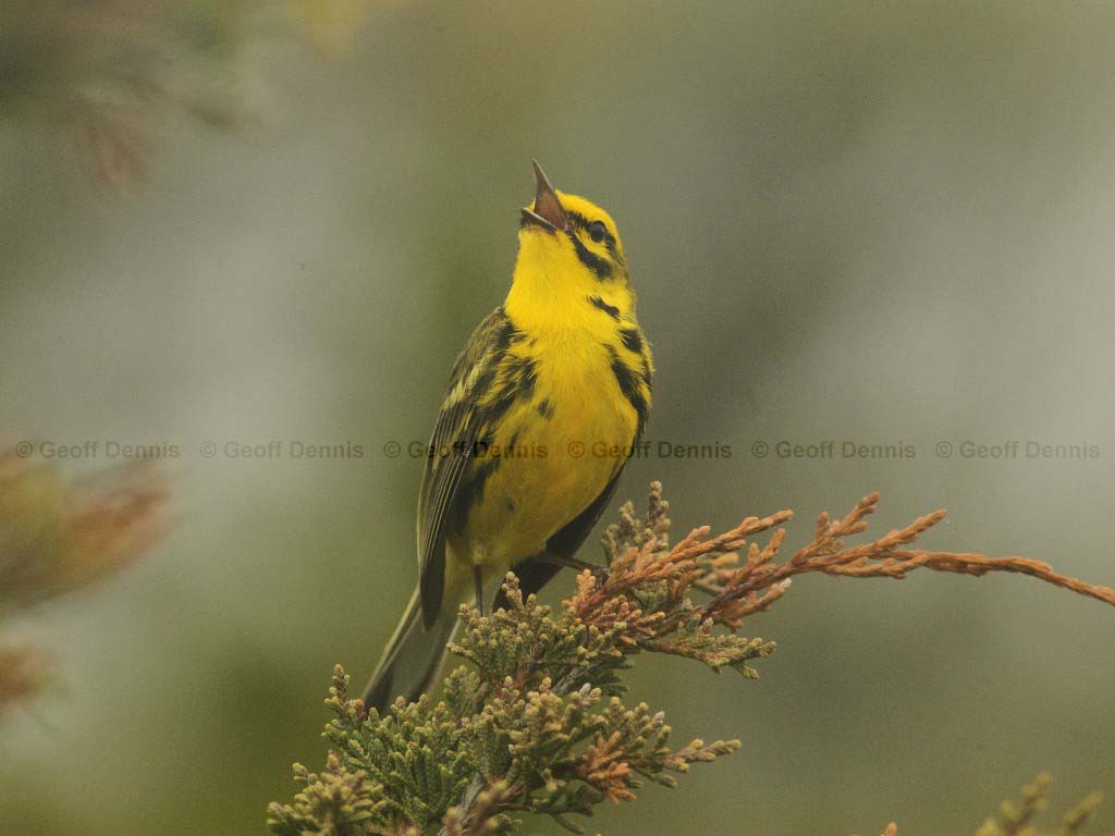 PRAW-AF-Prairie-Warbler