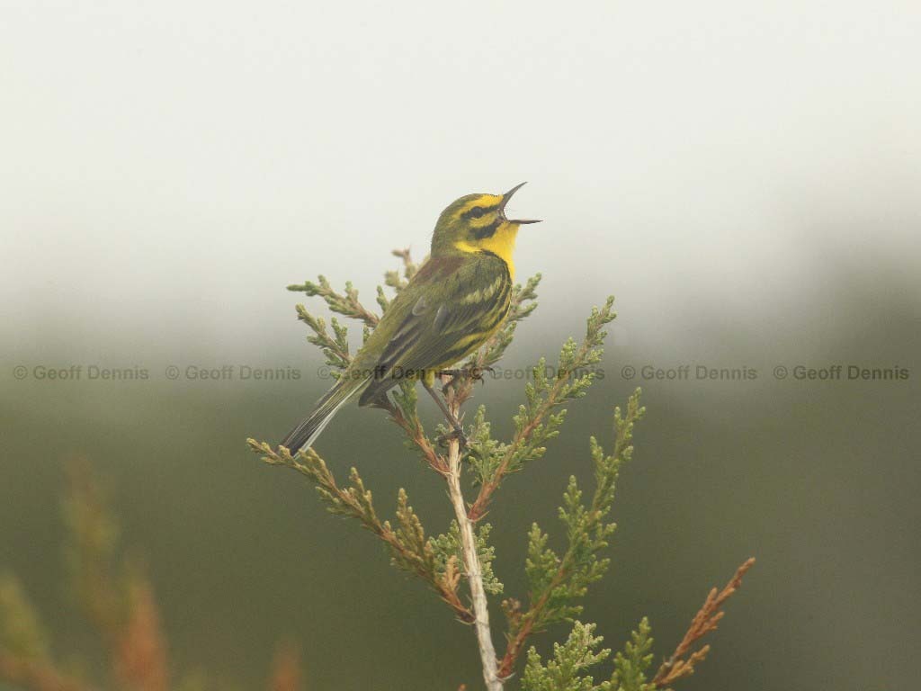 PRAW-AG-Prairie-Warbler