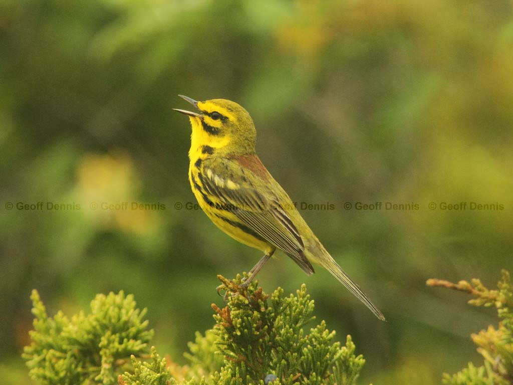 PRAW-AH-Prairie-Warbler