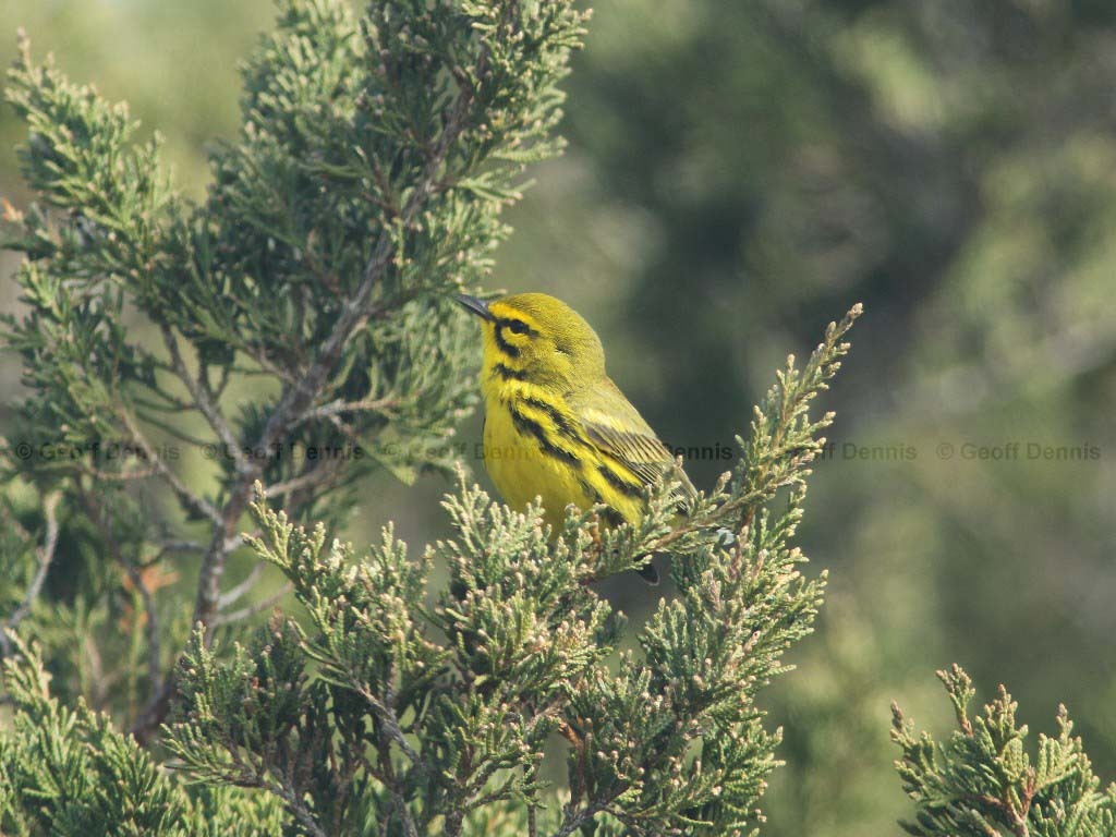 PRAW-AI-Prairie-Warbler