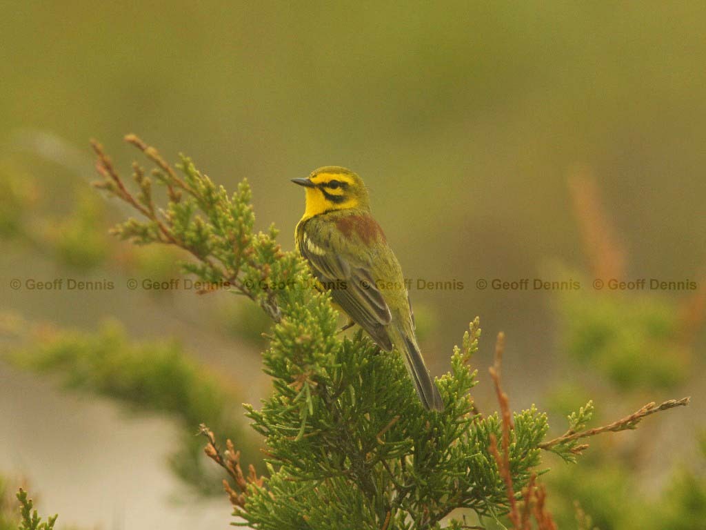 PRAW-AJ-Prairie-Warbler