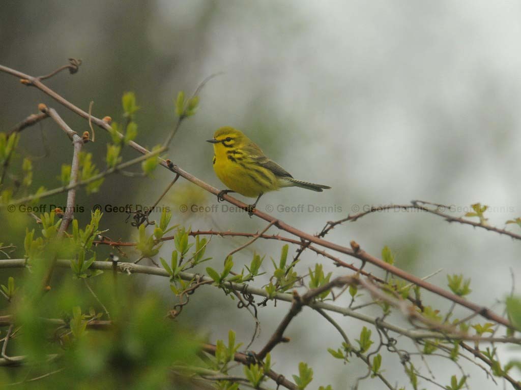 PRAW-AK-Prairie-Warbler
