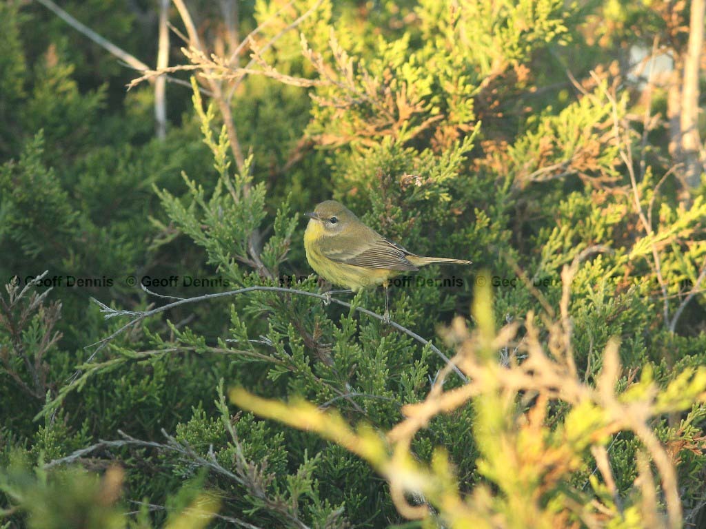 PRAW-AL-Prairie-Warbler