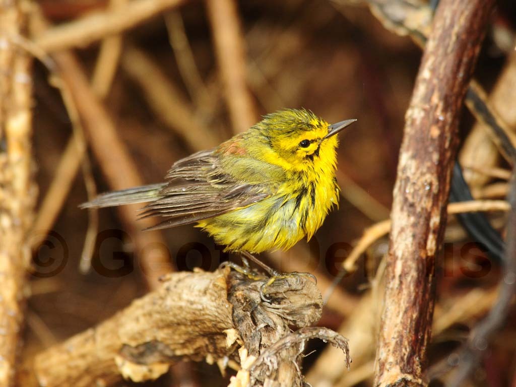 PRAW-AM-Prairie-Warbler