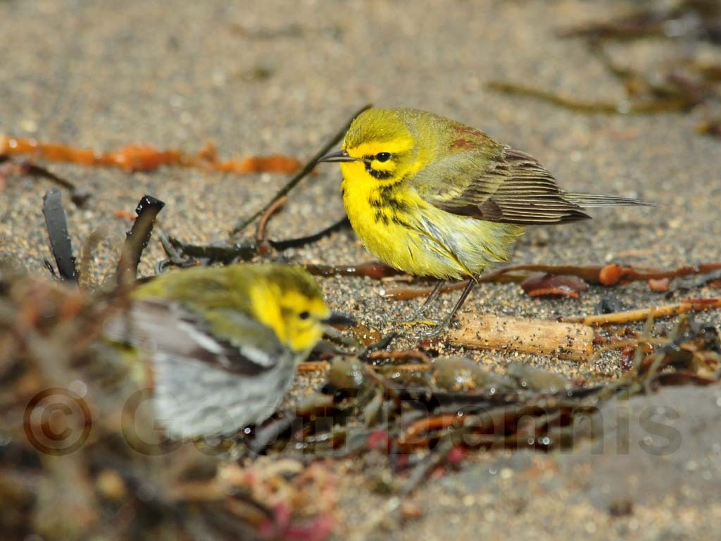 PRAW-AN-Prairie-Warbler