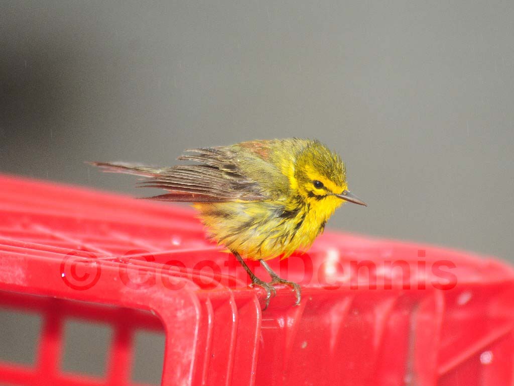 PRAW-AO-Prairie-Warbler