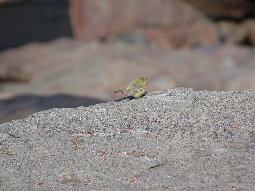PRAW-AP-Prairie-Warbler
