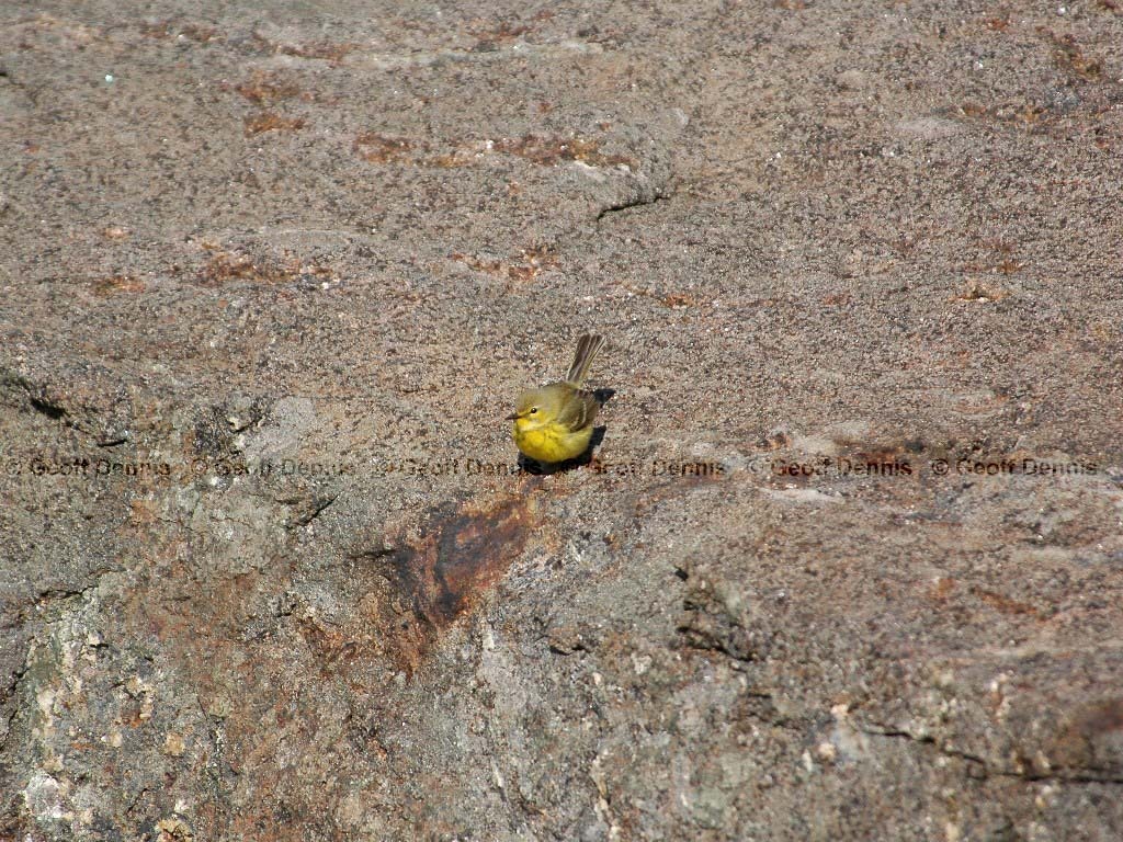 PRAW-AQ-Prairie-Warbler